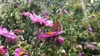 蝴蝶在一朵花上。 移动剪辑。 画面在运动。 欢<strong>迎春</strong>天。 春天，花上有昆虫的美丽视频。 颜色